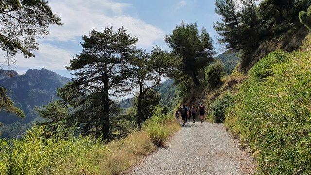 Wandergruppe auf einem Weg zwischen Kiefern am Hang